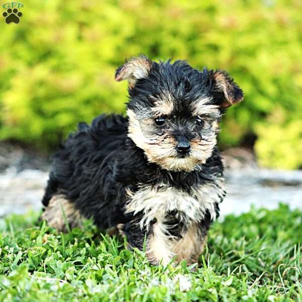 Daffodil, Yorkie Poo Puppy